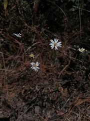Symphyotrichum moranense