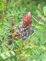 Neocorynura