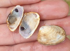 Irus crenatus