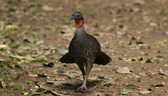 Penelope superciliaris