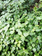 Achyranthes bidentata