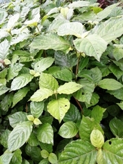 Achyranthes bidentata