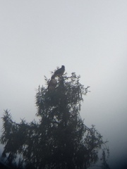 Buteo jamaicensis