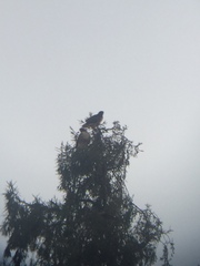 Buteo jamaicensis