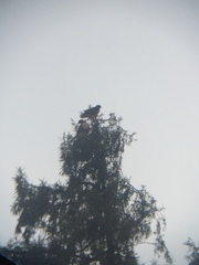 Buteo jamaicensis