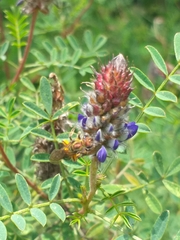 Neocorynura