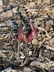 Symplocarpus foetidus