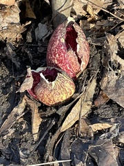 Symplocarpus foetidus