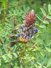 Neocorynura