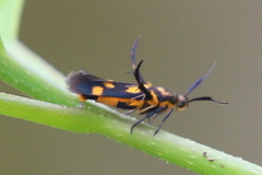 Eretmocera chrysias