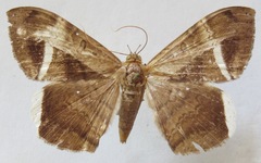 Hemeroblemma mexicana