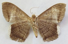 Hemeroblemma mexicana