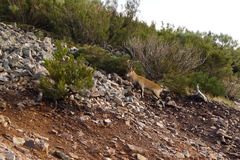 Capra pyrenaica victoriae