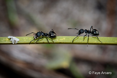 Dolichoderus niger