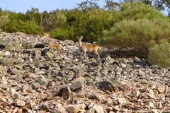 Capra pyrenaica victoriae