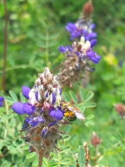 Neocorynura