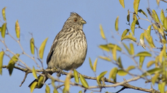 White-Tipped Plantcutter photo 3
