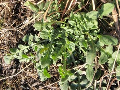 Centaurea stoebe australis
