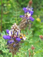 Neocorynura