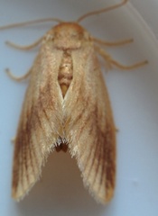 Tortricidia testacea