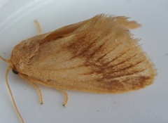 Tortricidia testacea