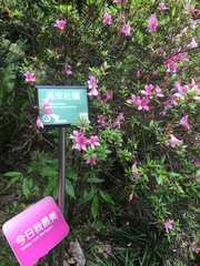 Rhododendron kanehirae