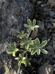 Lupinus sericatus