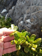 Coprosma repens