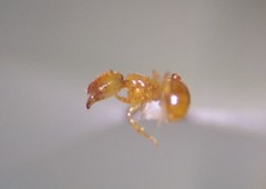Solenopsis molesta