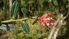 Cavendishia nitida