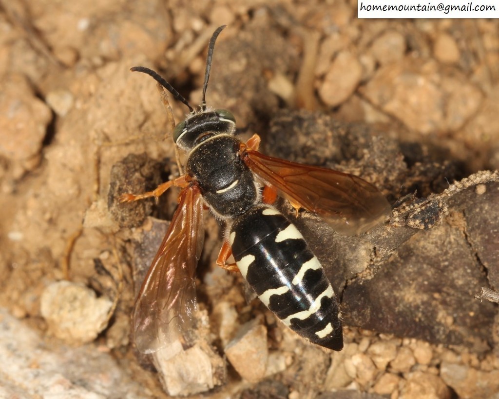 Stizus pulcherrimus