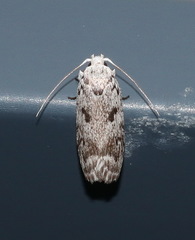 Lichenaula onychotypa