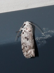 Lichenaula onychotypa