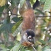 Squirrel Monkeys - Photo (c) costaricanick, some rights reserved (CC BY-NC)