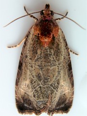 Olethreutes inornatana