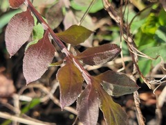 Centaurea stoebe australis