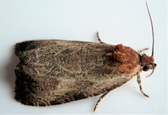 Olethreutes inornatana