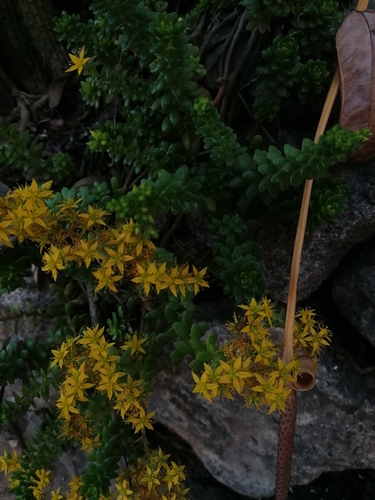 Sedum luteoviride