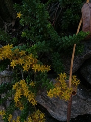 Sedum × luteoviride