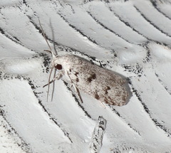 Lichenaula onychotypa