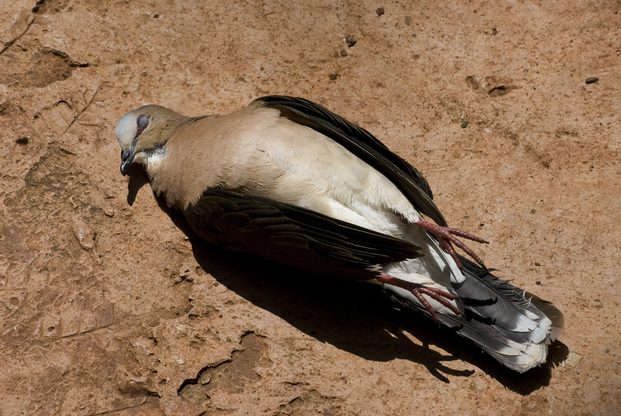Grey-fronted Dove illustration