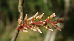 Thibaudia floribunda