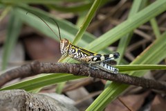 Zebratula flavonigra