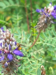 Neocorynura