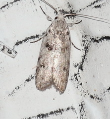 Lichenaula onychotypa