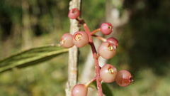 Thibaudia floribunda