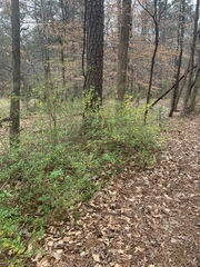 Forsythia viridissima