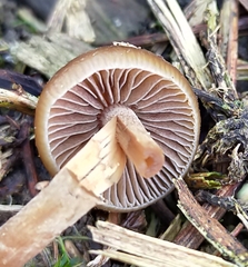 Psilocybe tasmaniana