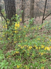 Forsythia viridissima