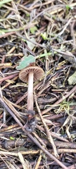 Psilocybe tasmaniana